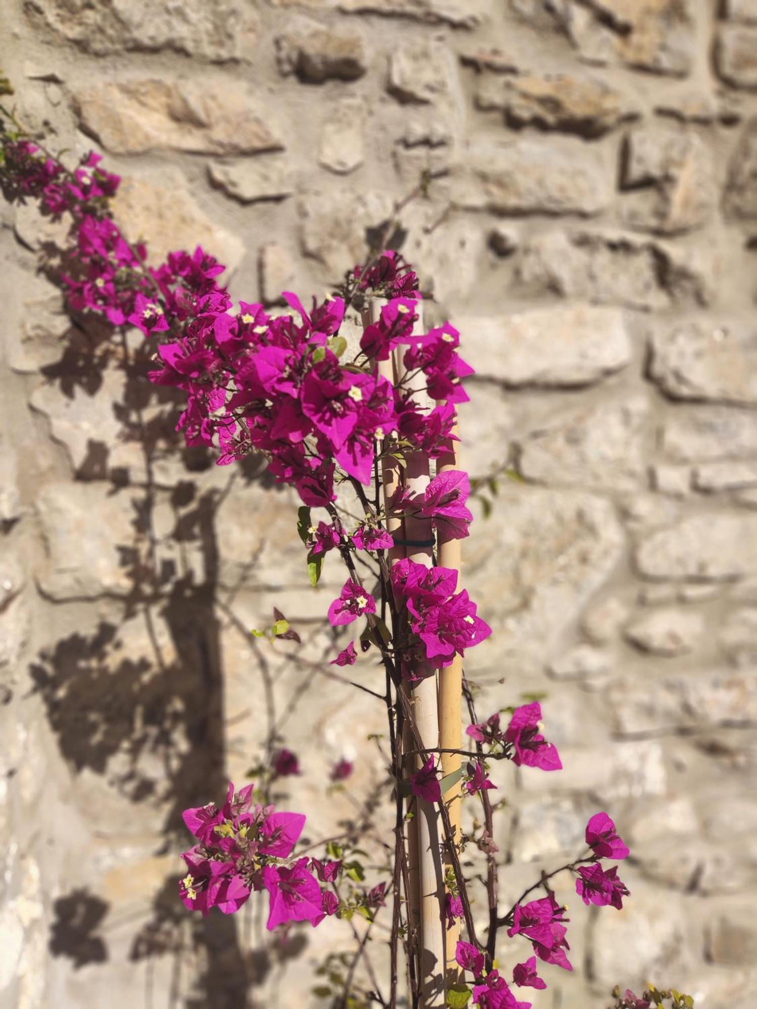 Pyrgi Cretan Living & Spa Pirgos  외부 사진